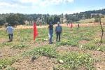 Emet Göncek köyünde organik kavun üretim alanları denetlendi