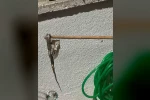 Enez’de sitede yılan paniği