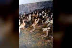 Enez’de ticarete konu edilen 257 yabani kanatlı kuş ele geçirildi