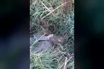 Engerek yılanının bıldırcın avı kameraya yansıdı 