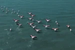 Erçek Gölü’nde jandarmadan flamingo nöbeti