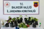 Erdek’te jandarmadan kenevir operasyonu 
