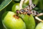 Erdek’te zeytin üreticilerine zeytin sineği uyarısı