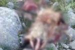 Erzincan’da köpeklerin saldırısına uğrayan porsuk telef oldu 