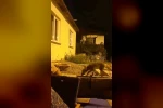 Evinin önüne gelen tilkiyi elleriyle besliyor