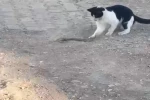 Fareyle oynar gibi yılanla oynadı, ağzıyla kapıp uzaklaştı 