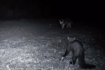 Ganos Dağları’nın gizli yaşamı kamerada