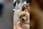 Gaziosmanpaşa’da "petshopta yıkanan köpeğin ihmalden öldüğü" iddiası 