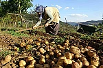 Giresun yaylalarında patates hasadı başladı 