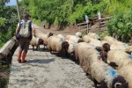 Giresun’da yayla göçü başladı 