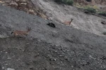 Hakkari’de dağ keçileri görüntülendi 