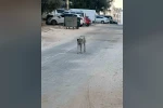 Halfeti’de sahipsiz köpeğin saldırdığı çocuk yaralandı