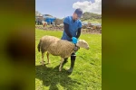 Halk Elinde Küçükbaş Hayvan Islahı Projesi devam ediyor 