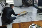 Hane halkı gibi davranıyor, tilkinin dostluğu gülümsetiyor