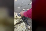 Hatay’da çuvala dolanan yavru deniz kaplumbağası belediye ekiplerinin dikkatiyle kurtuldu 