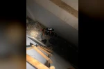 Hatay’da mahsur kalan hayvanlar kurtarıldı