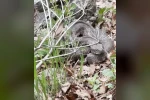Havaların ısınmasıyla birlikte yılanlarda çıkmaya başladı 