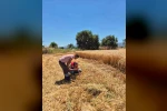 Havran’da hububat hasat kontrolleri yapılıyor 