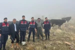 Hayvanları kaybolan kişinin imdadına jandarma yetişti