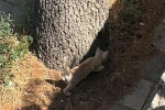 İtfaiyeden kedi kurtarma operasyonu