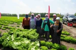 Iğdır’da sezonun ilk hasadı marulla başladı 