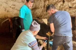 İhsaniye’de şap hastalığına karşı çalışma yapıldı 