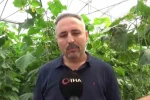 İlçesinde sera eksikliği gördü, 10 bin metrekarelik alana salatalık serası kurdu 