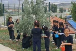 İlkokul öğrencileri okul bahçesindeki zeytin ağaçlarında hasat yaptı
