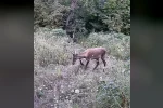 İnegöl’de yaban hayatı fotokapana takıldı