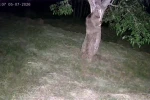 İspir’de ayı ve domuz sürüleri dut bahçelerini talan etti 