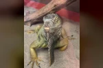 İstanbul’da bir evden tarantula, yılan, akrep, iguana, Afrika dev salyangozları çıktı