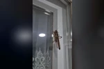 İstanbul’da dev çekirge hareketliliği: Birçok ilçede görüntülendi