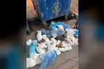 İzmir’de 33 ölü kedi olayında gözaltına alınan veteriner, tutuklama talebiyle mahkemeye sevk edildi