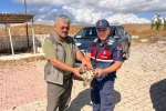 Jandarma’nın dikkati yardıma muhtaç olan şahini kurtardı 