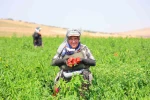 Kahramanmaraş’ta salçalık biber hasadı başladı
