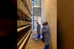 Kanatlı hayvan işletmelerine yönelik denetim