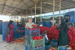 Kapya biberde fabrikaların fiyat düşürmek için ürün alımını geciktirdiği iddiası 