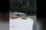Kar kalınlığı 1 metreye ulaştı, mahsur kalan vatandaş kurtarıldı 