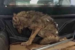 Kar nedeniyle aç kalan kurt, köpek barınağına sığındı 