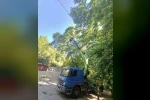 Karacasu’daki anıt ağaçlar yaz dönemine hazırlandı 