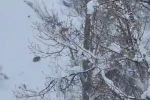 Karlı havada yiyecek arayan yaban domuzu görüntülendi