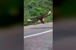 Kartalın nefes kesen yılan avı kamerada 