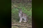 Kastamonu’da vaşak görüntülendi 