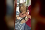 Kastamonu’da yaralı halde bulunan kuş tedavi altına alındı