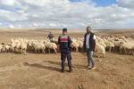 Kayıp küçükbaş hayvanları jandarma buldu 