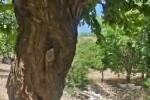 Kayısı ağacındaki oyuk, bal arılarına yuva oldu