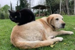 Kedi köpek maması ihracatı bin tonu geçti 