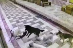 Kedinin tek başına 6 köpekle mücadele ettiği anlar kameraya yansıdı