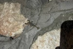 Kentin birçok farklı noktalarında akrepler görülüyor 