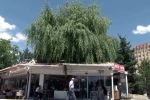 Kesmeye kıyamadığı salkım söğüdü, işletmenin simgesi oldu 